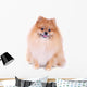 Pomeranian Dog Isolated on White Background Wall Decal