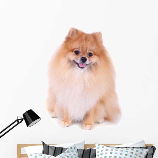 Pomeranian Dog Isolated on White Background Wall Decal