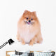Pomeranian Dog Isolated on White Background Wall Decal