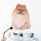 Pomeranian Dog Isolated on White Background Wall Decal