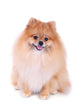 Pomeranian Dog Isolated On White Background Wall Decal