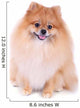 Pomeranian Dog Isolated on White Background Wall Decal