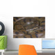 Green anaconda / Eunectes murinus Wall Mural