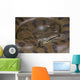 Green anaconda / Eunectes murinus Wall Mural