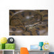 Green anaconda / Eunectes murinus Wall Mural