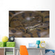 Green anaconda / Eunectes murinus Wall Mural