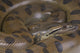 Green Anaconda / Eunectes Murinus Wall Decal