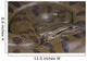 Green anaconda / Eunectes murinus Wall Mural