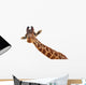 Giraffe Closeup Portrait White Wall Decal