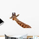Giraffe Closeup Portrait White Wall Decal