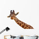 Giraffe Closeup Portrait White Wall Decal