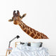Giraffe Closeup Portrait White Wall Decal