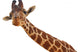 Giraffe Closeup Portrait White Wall Decal