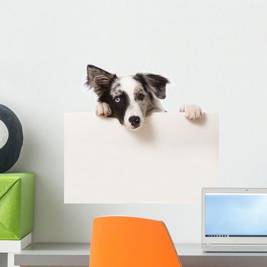 Junger Border Collie Wall Decal