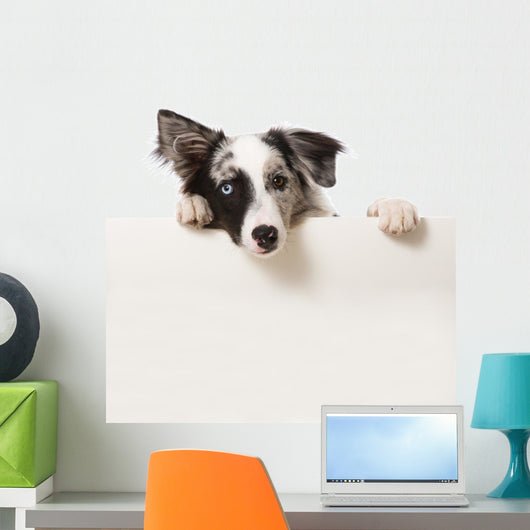 Junger Border Collie Wall Decal