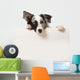 Junger Border Collie Wall Decal