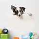 Junger Border Collie Wall Decal