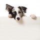 Junger Border Collie Wall Decal