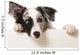 Junger Border Collie Wall Decal