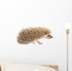Hedgehog Wall Decal