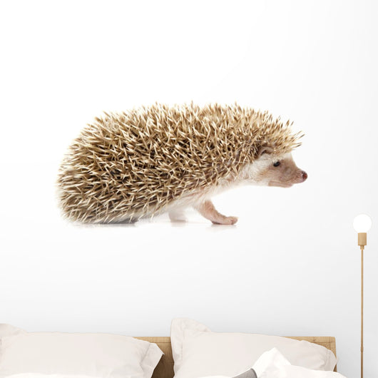 Hedgehog Wall Decal