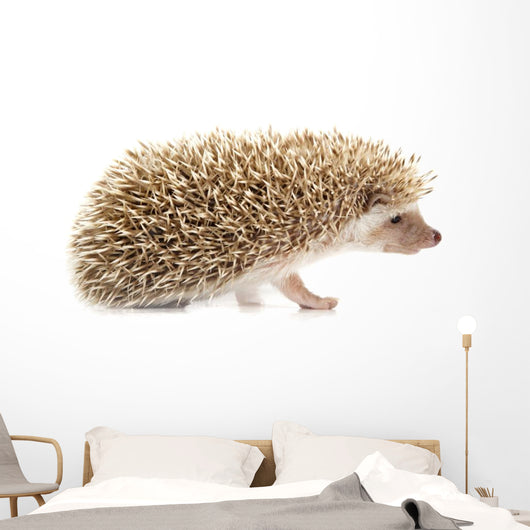 Hedgehog Wall Decal