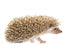 Hedgehog Wall Decal