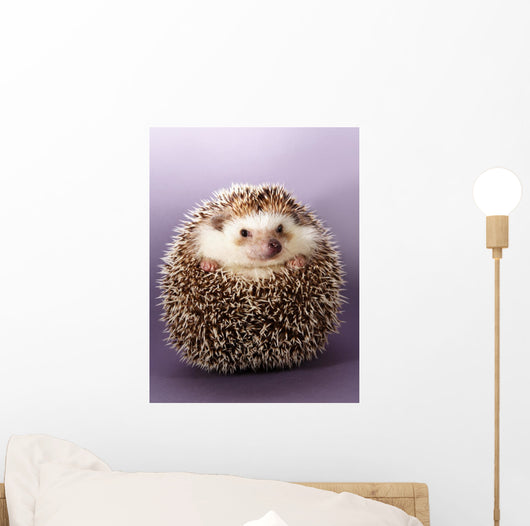 Hedgehog Wall Mural