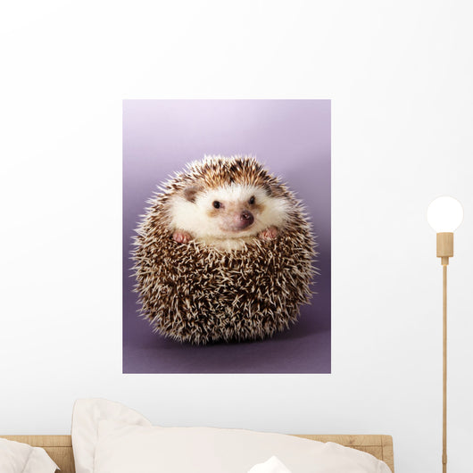 Hedgehog Wall Mural