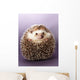 Hedgehog Wall Mural