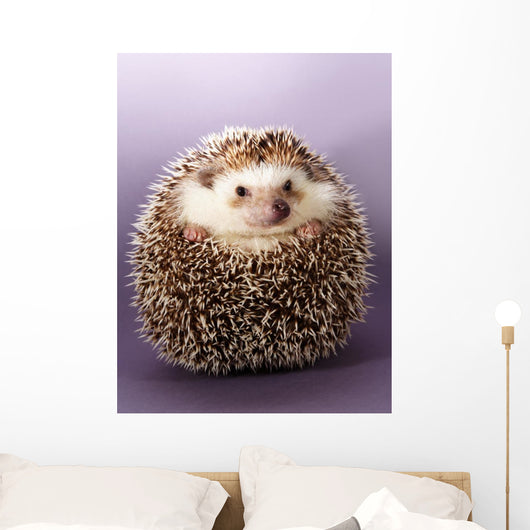 Hedgehog Wall Mural