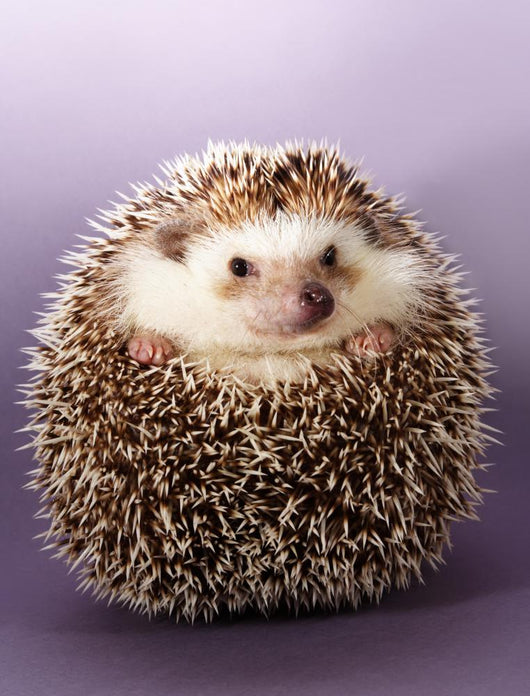 Hedgehog Wall Decal 2