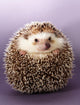Hedgehog Wall Decal 2