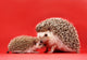 Mother And Baby Hedgehog Wall Decal