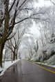 Winter In Washington Dc Wall Decal