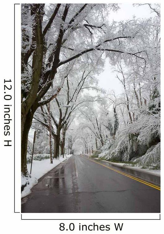 Winter in Washington DC Wall Mural