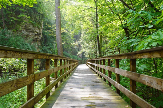 Into The Woods Wall Decal