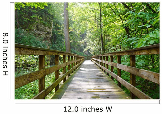 Into The Woods Wall Mural