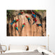macaws Amazon jungle Wall Mural