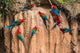 Macaws Amazon Jungle Wall Decal