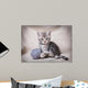 gray kitten with ball Wall Mural