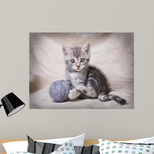 gray kitten with ball Wall Mural