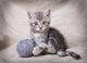 Gray Kitten With Ball Wall Decal