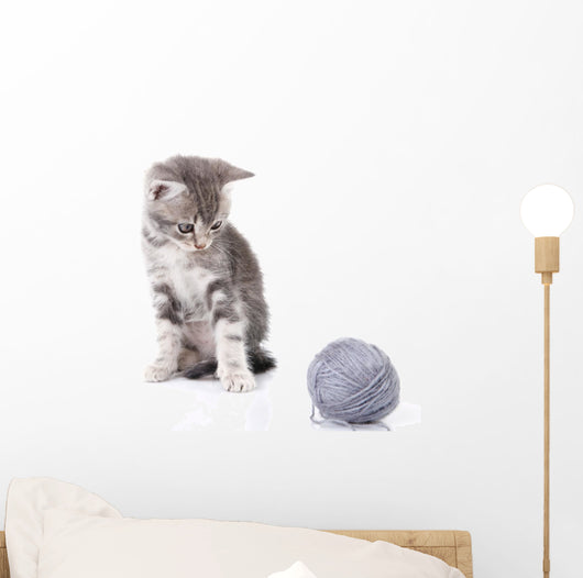 Beautiful Kitten with Gray Wall Decal