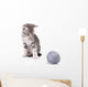 Beautiful Kitten with Gray Wall Decal