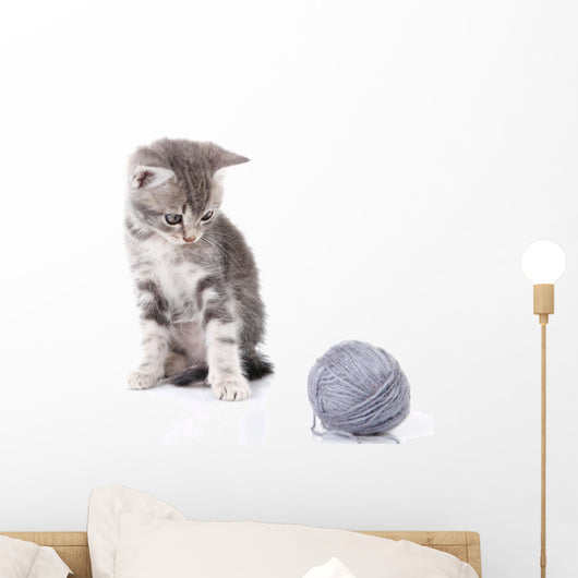 Beautiful Kitten with Gray Wall Decal