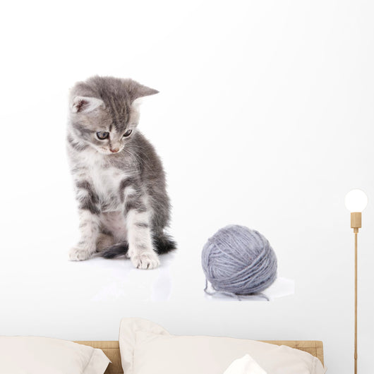 Beautiful Kitten with Gray Wall Decal