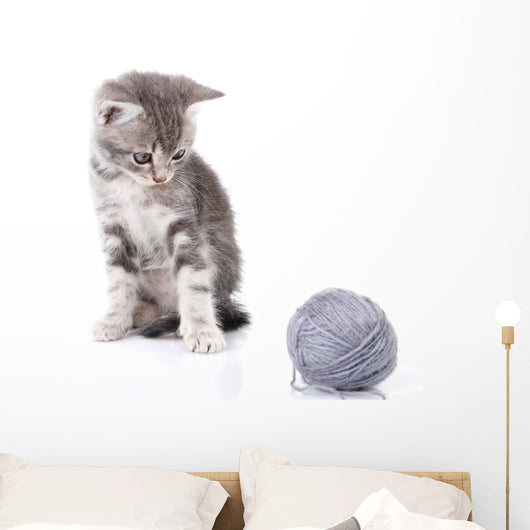 Beautiful Kitten with Gray Wall Decal