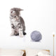 Beautiful Kitten with Gray Wall Decal