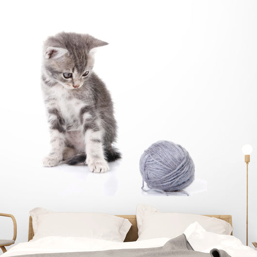 Beautiful Kitten with Gray Wall Decal